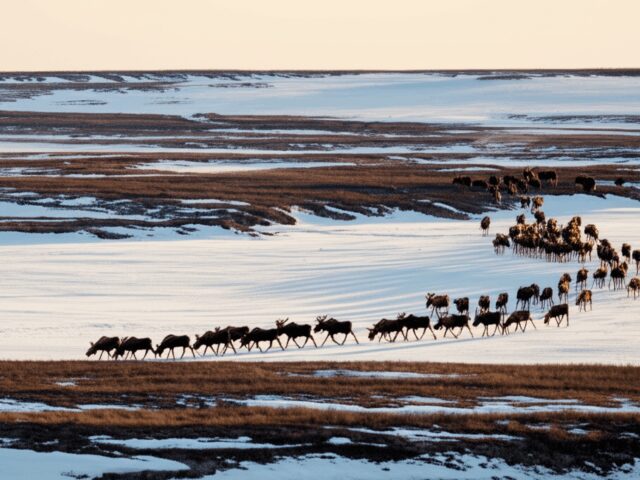 From Doomscrolling to Moose-Scrolling: The Great Moose Migration Livestream